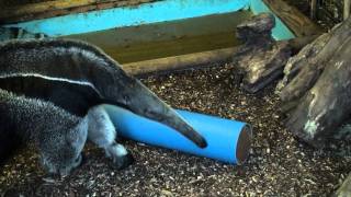 Giant anteater enrichment  feeding and sensory enrichment for these incredible animals [upl. by Francene605]