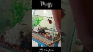 Sick betta fish treatment fish bettafish fungalinfection [upl. by Zulema478]