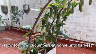 Cucumbers grown in foam containers at home bring great joy [upl. by Nidroj846]