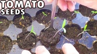 Germinating Tomatoes from seed Sprouting Planting Tomato seeds Peppers under lights [upl. by Hawthorn]