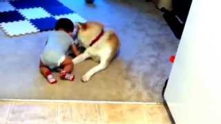 Akita dog attacks babywith a lot of love [upl. by Ronacin106]