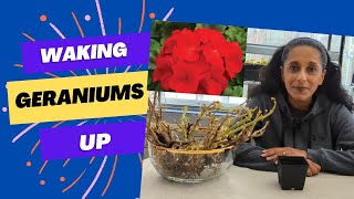 Revive Overwintered Geraniums  Quick Easy Sustainable Gardening Hack [upl. by Hera]