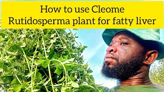 How to use Cleome rutidosperma plant for fatty liver [upl. by Alaham]