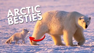 Arctic Foxes And Polar Bears Are Partners In Crime [upl. by Garin728]