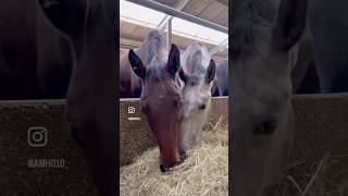 Jonge paarden trainen  net uit de opfok  laten wennen aan halsteren  meelopen aan de lijn en meer [upl. by Edson]