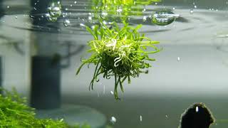 Cryptocoryne parva the floating plant [upl. by Stern702]