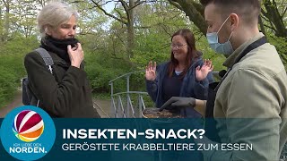 InsektenSnack 31jähriger Hannoveraner verkauft geröstete Krabbeltiere [upl. by Abad]