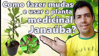 Como fazer mudas e usar a planta medicinal Janaúba [upl. by Ileane757]