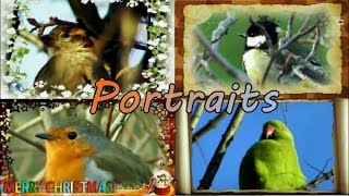 Portraits et chants doiseaux [upl. by Floris704]