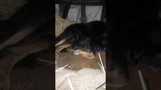 German shepherd ke bacche🐶🐾minivlog viralvideo trending shortvideo vlog vlogger like subscri [upl. by Ikkir]