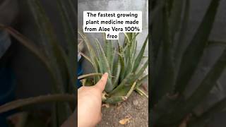 The best plant growth serum hack🪴 plant hack fertilizer aloe garden indoorplants top [upl. by Eberle]