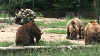 Bear fight at Brasov Zoo [upl. by Naujed]