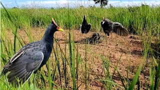 Watercock Catching By Speaker Sound Trap  Easy Way How to Trap Watercock  Birds Trapping Idea [upl. by Wahkuna]