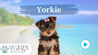 Yorkie Breed Highlights [upl. by Kayne]