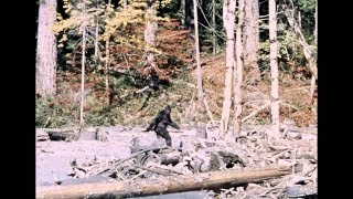 Bigfoot  PattersonGimlin Film  Stabilized  10201967 [upl. by Haskell497]