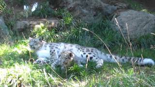 Baby snow leopard pounces mom [upl. by Hannad]