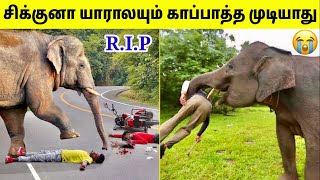 விலங்குகளிடம் சிக்கிய மனிதர்கள்11 Animals Chasing Humans  Animal Encounters  TAMIL AMAZING FACTS [upl. by Landy725]