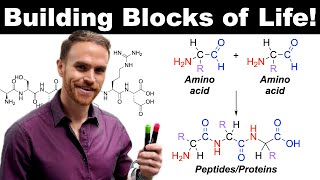 Amino Acids Everything You Need to Know [upl. by Aranaj260]