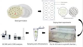 Comparative analysis of desiccation responses in Xerophyta resurrection plants at two seedling stage [upl. by Romilly]