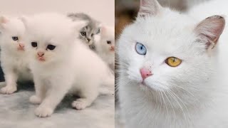 Funny cats and kittens meowing compilation funny cat cats [upl. by Molohs]