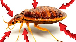 How To Get Rid Of BED BUGS Fast amp Easily Yourself At Home [upl. by Atiluap]