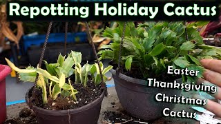 Repotting Holiday Cactus  Schlumbergera Cactus Potting [upl. by Bess]