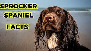 Sprocker Spaniel  Top 10 Facts [upl. by Lorne]