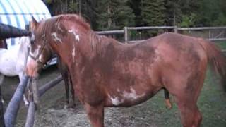 very willing to breed Paint Stallion quotDuke Double O Sevenquot [upl. by Etakyram334]