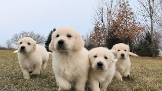 8 Golden retriever puppies The Sweets Litter [upl. by Luo]