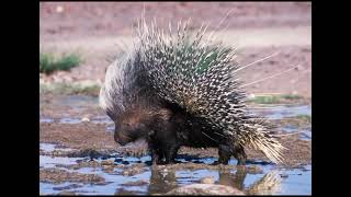 hystrix Brevirostra Porcupine [upl. by Alfy]