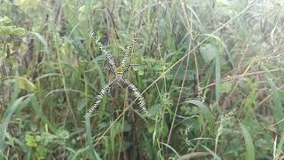 Spider and spider net beautiful [upl. by Magnus]