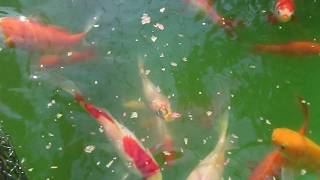 PECES DE ESTANQUE COMIENDO [upl. by Yrrab]