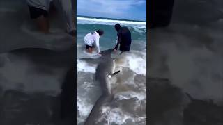 A great hammerhead shark caught in Miami and safely released back shortly after🦈😳ONLYinDADE [upl. by Harret]