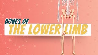 Bones of Lower Limb [upl. by Enelyt]