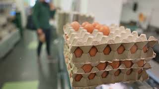 Egg Recall Salmonella Strikes 🥚😱 2024 09 07 [upl. by Krista]