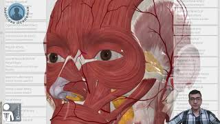 Vasculature of Face [upl. by Trahern667]