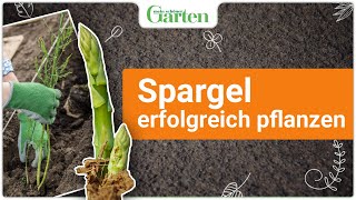 Grünen Spargel richtig pflanzen SchrittfürSchrittAnleitung für eine reiche Ernte [upl. by Sholem951]