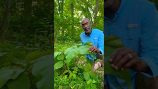 Contraceptive Plant  Jack in the Pulpit poisonousplants donttryathome please [upl. by Adigun781]