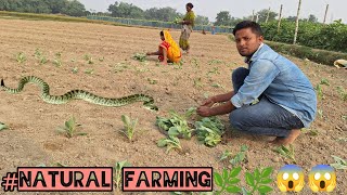 How to plant cabbage seeds in hindi 🥬🥬🥬 Natural Farming by Rohan kumar [upl. by Hachmann728]