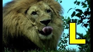 ALPHABET ANIMALS  PHONICS  ALPHABET SONG Part 12 [upl. by Cerell]