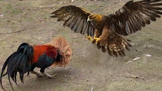 ¿Por qué Nadie Debe Meterse Con Los Gallos ¡Increíble lucha de gallos y gallinas contra cazadores [upl. by Englebert]