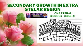 Secondary Growth In Extra Stelar Region  Anatomy of Flowering  Chapter6  Biology  CBSE XI [upl. by Arahs]