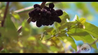 Guácimo una excelente fuente de proteína para los bovinos  La Finca de Hoy [upl. by Ldnek]