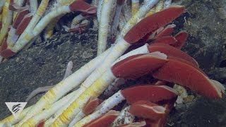 Extreme worms Specialized seafloor polychaetes [upl. by Boff]