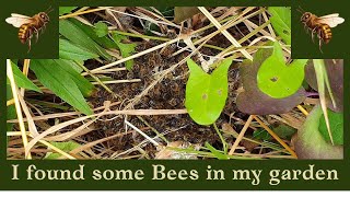 I found some Bees building in my old Suffolk garden East Anglia [upl. by Jonina]