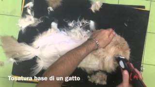 Tosatura base di un gatto [upl. by Elwina923]