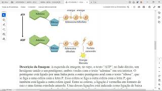 O ATP Adenosina Trifosfato é descrito como uma “moeda energética” por ser a molécula que fornece [upl. by Powe]