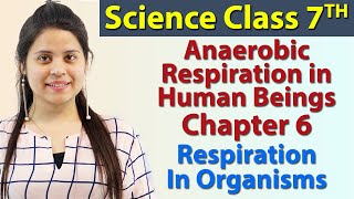 Anaerobic Respiration in Human Beings  Chapter 6 Respiration in Organisms Science Class 7th NCERT [upl. by Chiaki]