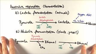 A2 Biology  Anaerobic respiration OCR A Chapter 185 [upl. by Ihcekn]