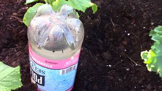 Water bottle drip irrigation [upl. by Caine244]